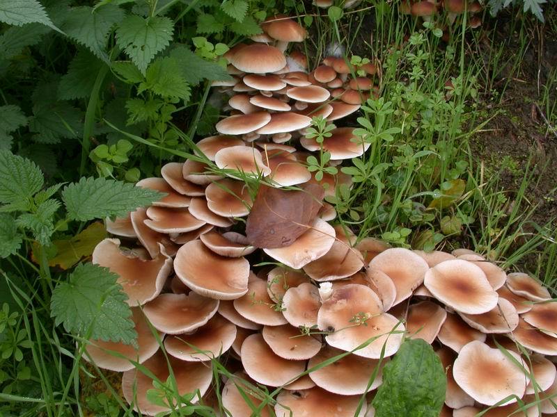 Mycoflora Toscana - Funghi  del tardo inverno e primaverili